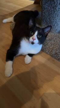 Rescue Domestic Short Hair Cats for Adoption in East Brunswick, New Jersey - Cider | PetCurious