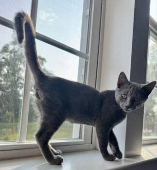 George -  Domestic Short Hair Cat for Adoption in Bethel Park, Pennsylvania - George | PetCurious