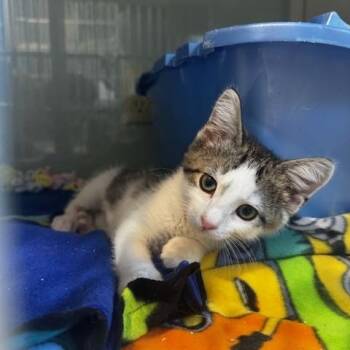 Domestic Short Hair Cats Available for Adoption in Hutchinson, Minnesota - Eleven | PetCurious