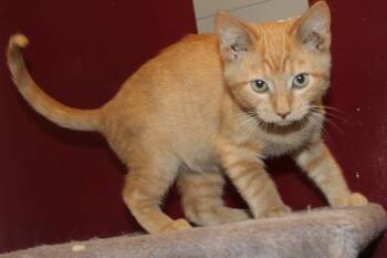 Rescue Domestic Short Hair Cats for Adoption in Huron, South Dakota - Mango | PetCurious