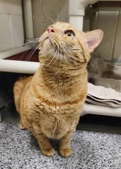 Armadillo Thunder Chief -  Domestic Short Hair Cat for Adoption in Fruit Heights, Utah - Armadillo Thunder Chief | PetCurious