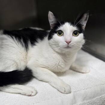 Rescue Domestic Short Hair Cats for Adoption in Westland, Michigan - Rosemary | PetCurious