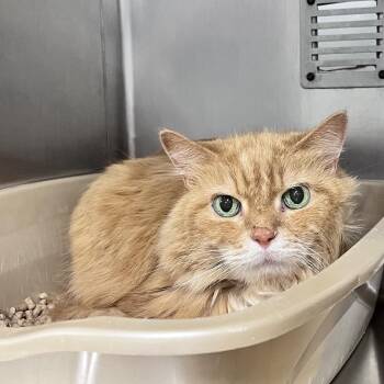 Domestic Medium Hair Cats Available for Adoption - Garfield | PetCurious