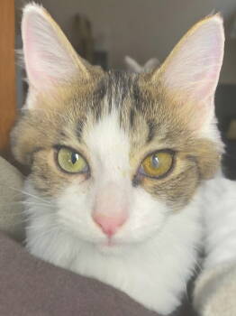 Rescue Domestic Long Hair Cats for Adoption in Champaign, Illinois - Bagel | PetCurious