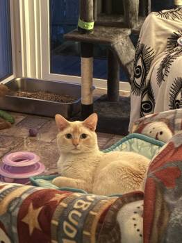 Flame -  Domestic Short Hair and Siamese Cat for Adoption in Naugatuck, Connecticut - Flame | PetCurious