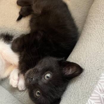 Valentino -  Domestic Short Hair Cat for Adoption in Layton, Utah - Valentino | PetCurious