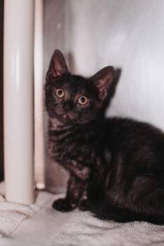 92581a  Soup -  Domestic Short Hair Cat Available for Adoption in North Charleston, South Carolina - 92581a  Soup | PetCurious