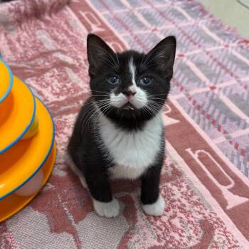 Domestic Short Hair Cats Available for Adoption in Marshall, Virginia - Jellybean | PetCurious