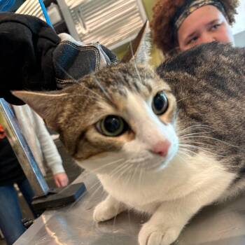 Wednesday -  Domestic Short Hair Cat for Adoption in West Des Moines, Iowa - Wednesday | PetCurious