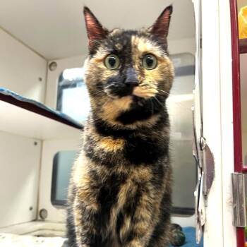 Domestic Short Hair Cats Available for Adoption in Cheyenne, Wyoming - Baby Girl | PetCurious