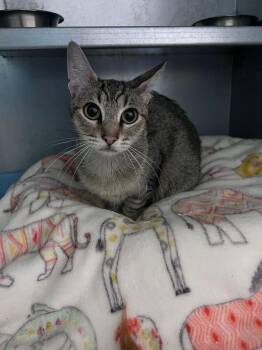 Eeby -  Domestic Short Hair Cat for Adoption in Mcpherson, Kansas - Eeby | PetCurious
