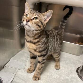 Leroy -  Domestic Short Hair Cat for Adoption in Roanoke, Virginia - Leroy | PetCurious