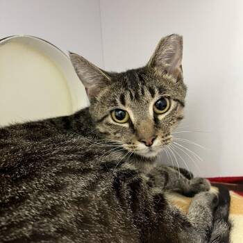 Teacup -  Domestic Short Hair Cat for Adoption in Lyndhurst, Virginia - Teacup | PetCurious