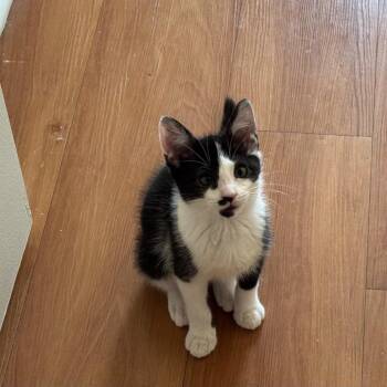 Bobble -  Domestic Short Hair Cat for Adoption in Chicago, Illinois - Bobble | PetCurious