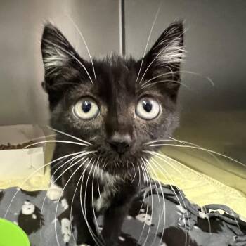 Elvira -  Domestic Short Hair Cat for Adoption - Elvira | PetCurious