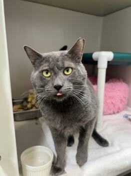 Rescue Domestic Short Hair Cats for Adoption in Honolulu, Hawaii - Smokey Blue | PetCurious