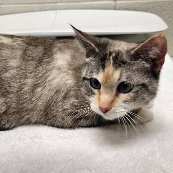 Domestic Short Hair Cats Available for Adoption in Murray, Utah - Sparkles | PetCurious