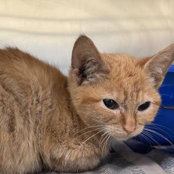 Nala -  Domestic Short Hair Cat for Adoption in Galveston, Texas - Nala | PetCurious