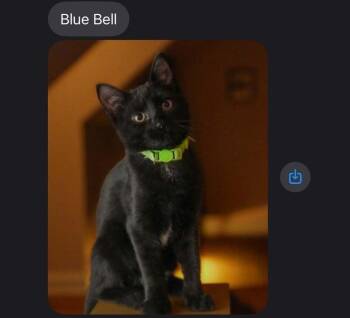 Bluebell -  Domestic Short Hair Cat for Adoption in Lewisburg, Pennsylvania - Bluebell | PetCurious