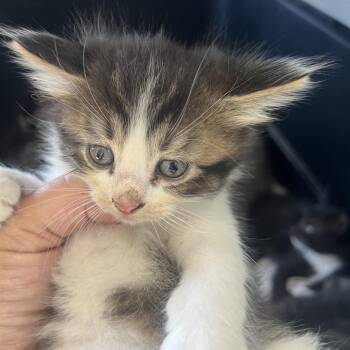 Harmony (c) -  Domestic Medium Hair Cat for Adoption in St. Helena, California - Harmony (c) | PetCurious