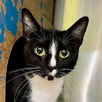 Slash -  Domestic Short Hair Cat for Adoption in Sioux City, Iowa - Slash | PetCurious