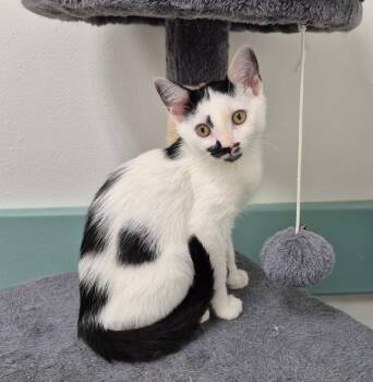 Dottie -  Domestic Short Hair Cat for Adoption in South Bend, Indiana - Dottie | PetCurious