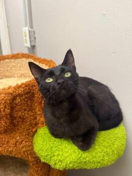 Celine -  Domestic Short Hair Cat for Adoption in Indianapolis, Indiana - Celine | PetCurious