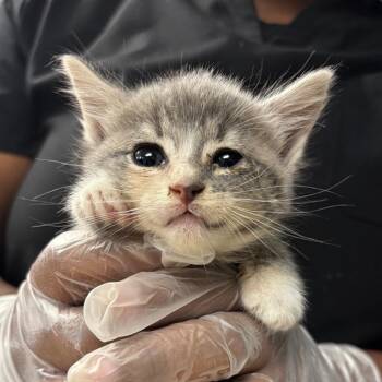 Tamera -  Domestic Short Hair Cat for Adoption in Newark, New Jersey - Tamera | PetCurious