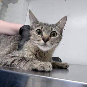 Plum -  Domestic Short Hair Cat for Adoption in New York, New York - Plum | PetCurious
