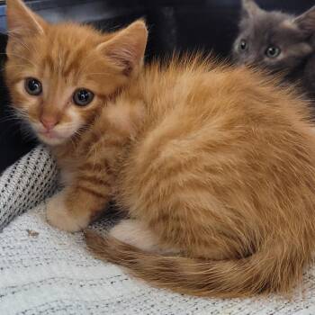 Sunny -  Domestic Short Hair Cat for Adoption in Madisonville, Tennessee - Sunny | PetCurious