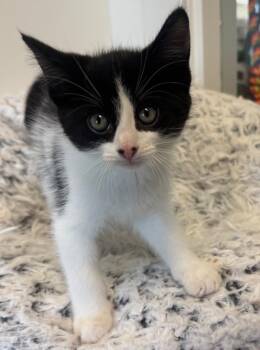 Poggle -  Domestic Medium Hair Cat for Adoption in Winnipeg, Manitoba - Poggle | PetCurious
