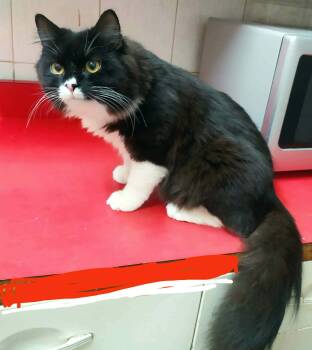 Hearty -  Maine Coon and Siberian Cat for Adoption in Brampton, Ontario - Hearty | PetCurious