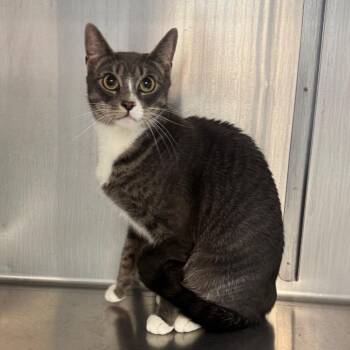 Domestic Short Hair Cats Available for Adoption - Iris | PetCurious