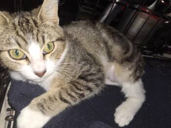 Addy -  Domestic Short Hair Cat for Adoption in Pasco, Washington - Addy | PetCurious