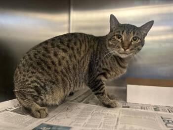 Rescue Domestic Short Hair Cats for Adoption in Dallas, Texas - BERRY | PetCurious