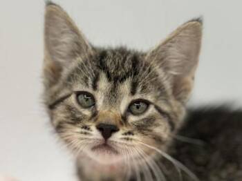 Oleander -  Domestic Short Hair Cat for Adoption in Portland, Oregon - Oleander | PetCurious