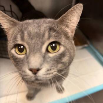 Goomba -  Domestic Short Hair Cat for Adoption in Salt Lake City, Utah - Goomba | PetCurious