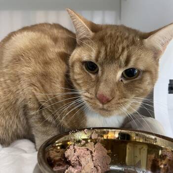 Domestic Medium Hair Cats Available for Adoption - Chungas | PetCurious