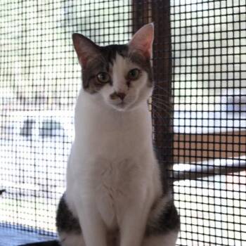 Domestic Short Hair Cats Available for Adoption - Endora | PetCurious