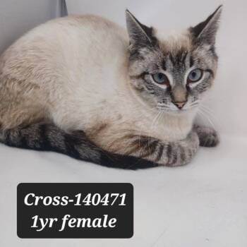 Domestic Short Hair and Siamese Cats Available for Adoption in New Tazewell, Tennessee - Cross | PetCurious