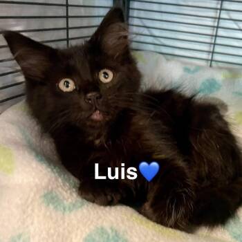 Luis -  Domestic Short Hair Cat for Adoption in Peachtree City, Georgia - Luis | PetCurious
