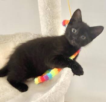 Emilio (bonded with Doego) -  Domestic Short Hair Cat for Adoption in Vaughan, Ontario - Emilio (bonded With Doego) | PetCurious