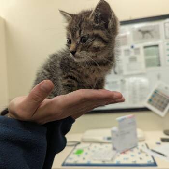 Millie -  Domestic Short Hair Cat for Adoption in Lynchburg, Virginia - Millie | PetCurious