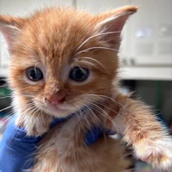 Domestic Short Hair Cats Available for Adoption in Dallas, Texas - Phineas | PetCurious