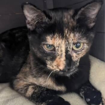 Rescue Domestic Short Hair Cats for Adoption in Etna, Pennsylvania - Candy Swirl | PetCurious