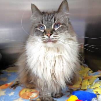 Blossom -  Siamese Cat for Adoption in Michigan City, Indiana - Blossom | PetCurious