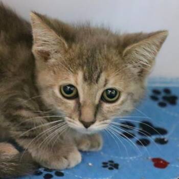 Mabel -  Domestic Medium Hair Cat for Adoption in Sarasota, Florida - Mabel | PetCurious