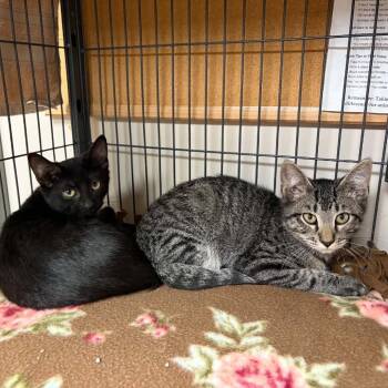 Sawney -  Domestic Short Hair Cat for Adoption in Milan, Illinois - Sawney | PetCurious