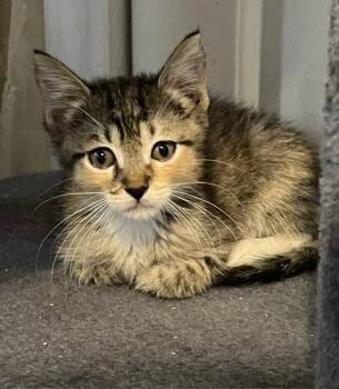 Trixie -  Tabby Cat for Adoption in Orlando, Florida - Trixie | PetCurious