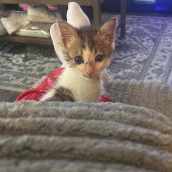 LaserJet -  Domestic Short Hair Cat for Adoption in San Antonio, Texas - LaserJet | PetCurious